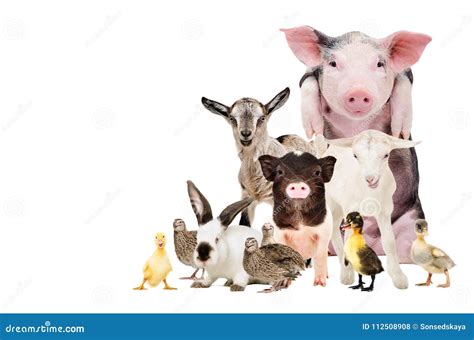 Cute Farm Animals Together