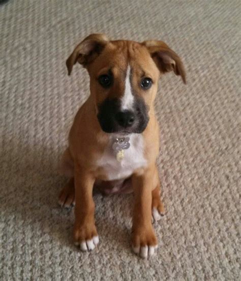 Cute Full Grown English Bulldog Boxer Mix