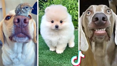 Cute Funny Dogs
