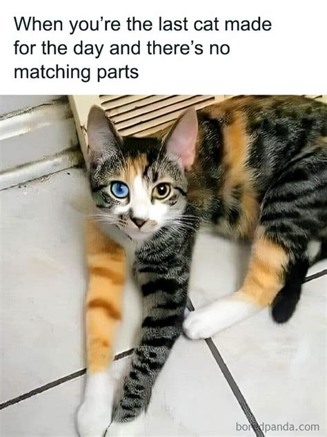 Cute Funny Memes
