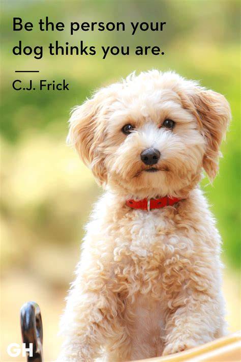 Cute Funny Quotes About Dogs