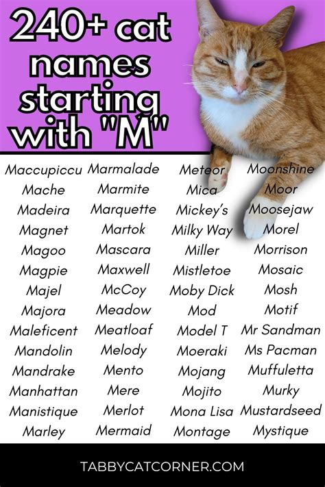 Cute Girl Cat Names That Start With M