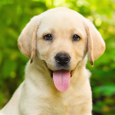 Cute Golden Labrador Retriever Puppies For Sale Near Me