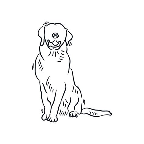 Golden Retriever Line Drawing at GetDrawings Free download