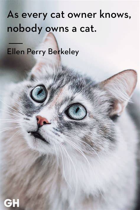 Cute Happy Cat Quotes