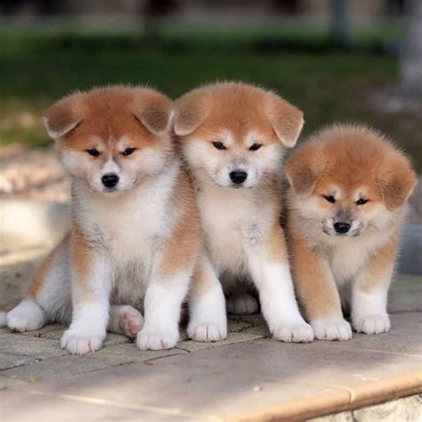 Cute Japanese Dogs