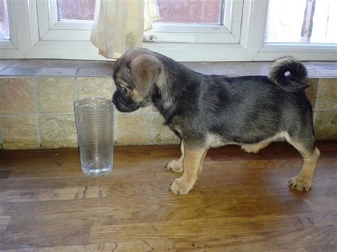 Cute Jug Dogs