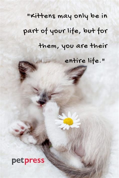 Cute Kitten Images With Quotes