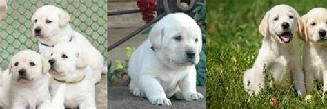 Cute Labrador Puppies For Sale In Bangalore Indiranagar