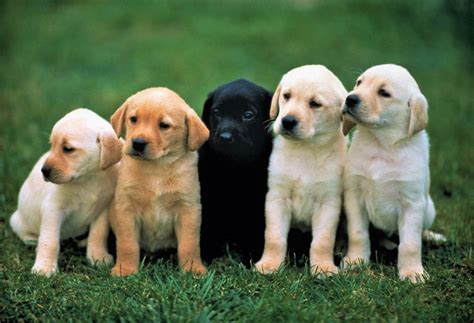 Instagram Cute dogs, Baby animals, Labrador retriever puppies