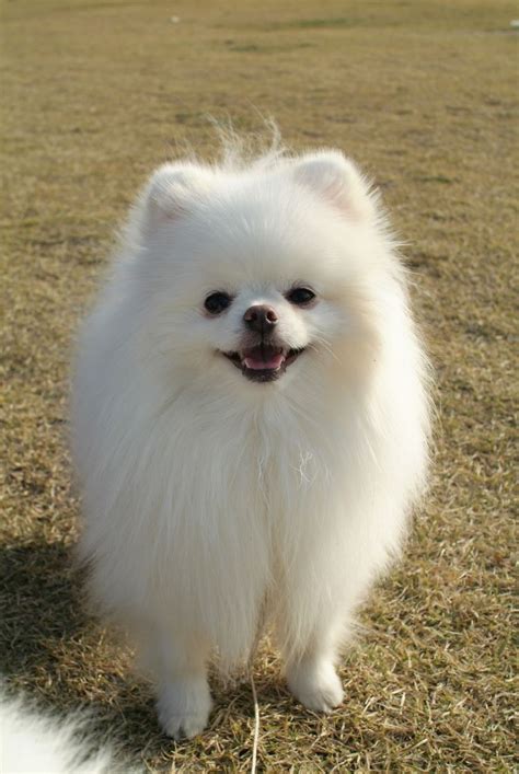 White Pomeranian Why White Poms Are More Unusual Than Most!