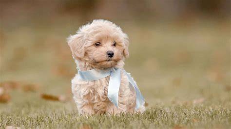Cute Pet