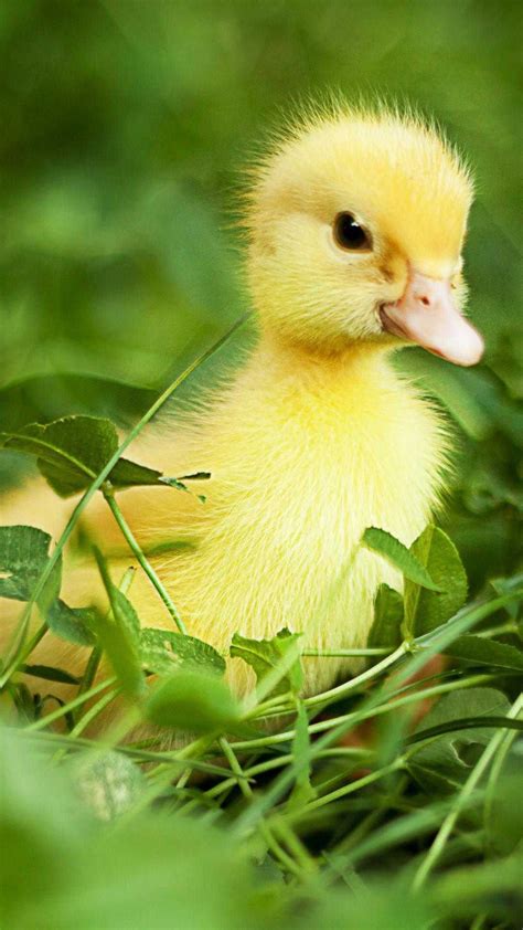Cute Pictures Duck