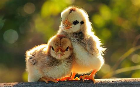 Cute Pictures Not Animals