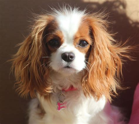 Cute Pictures Of Cavalier King Charles Spaniels