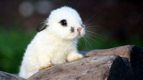 Cute Pictures Of Cute Baby Animals