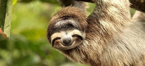 Cute Pictures Sloth