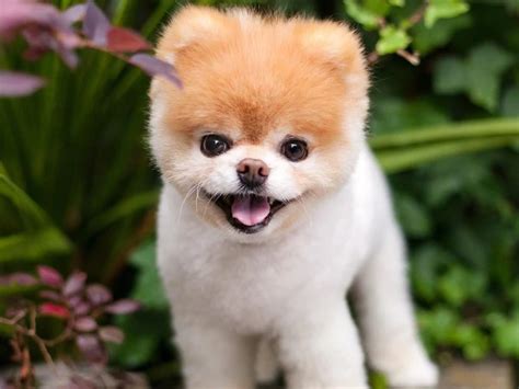 Adorable Perro Pomerania Precio Colombia l2sanpiero