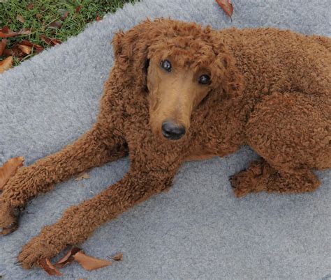 Dog Poodle / Pudel / Caniche , Miniature / Dwarf / Nain adult (fawn red