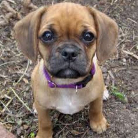 Cute Pug Cross Mini Dachshund: The Adorable And Lovable Hybrid Dog