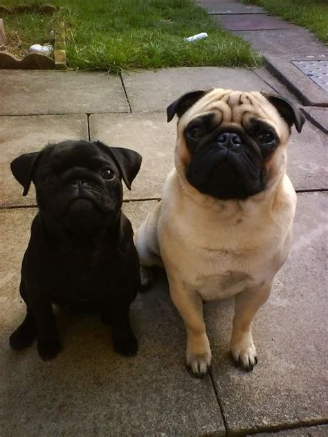 Button Ears Vs Rose Ears ubicaciondepersonas.cdmx.gob.mx