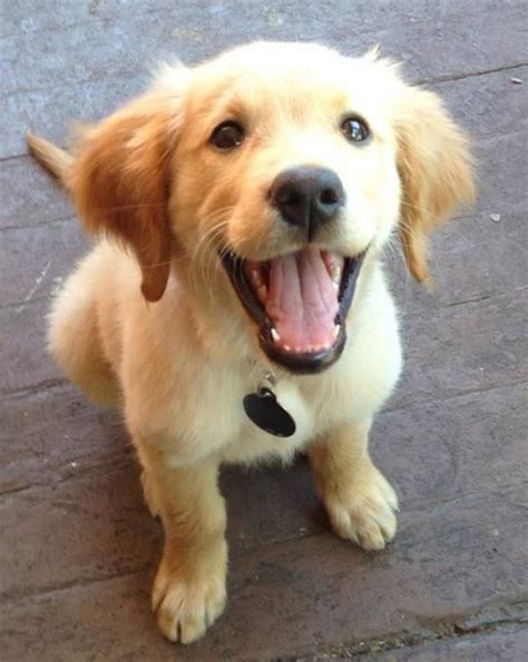 Cute Puppy Happy