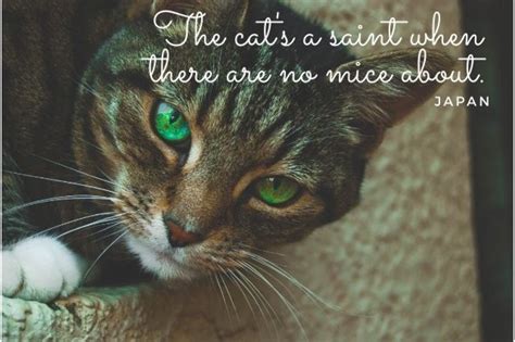 Cute Quotes On Cat