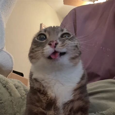 Cute Reaction Meme