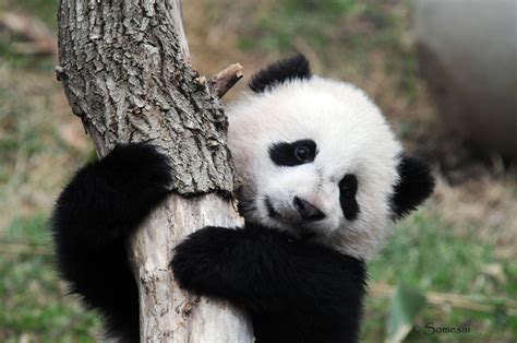 Cute Real Baby Panda Pictures