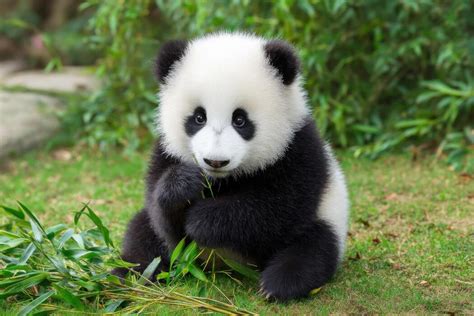 Cute Real Panda Pictures