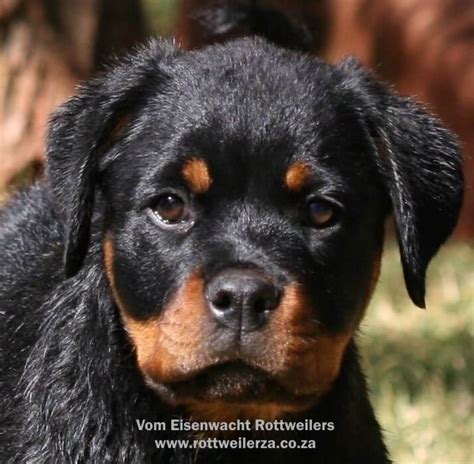 Cute Rottweiler Puppies For Sale Pretoria North