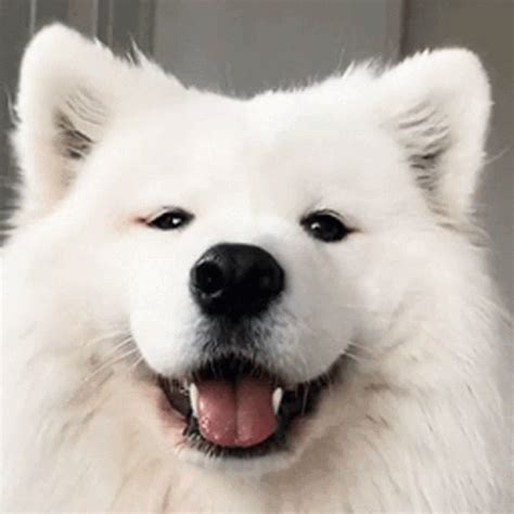 Samoyed GIFs Find, Make & Share Gfycat GIFs