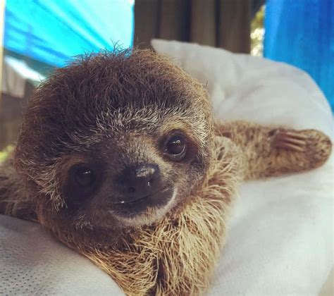 Download Cute Sloth Images