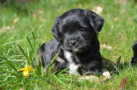 Tibetan Terrier Pets Pinterest Tibetan terrier, The o'jays and