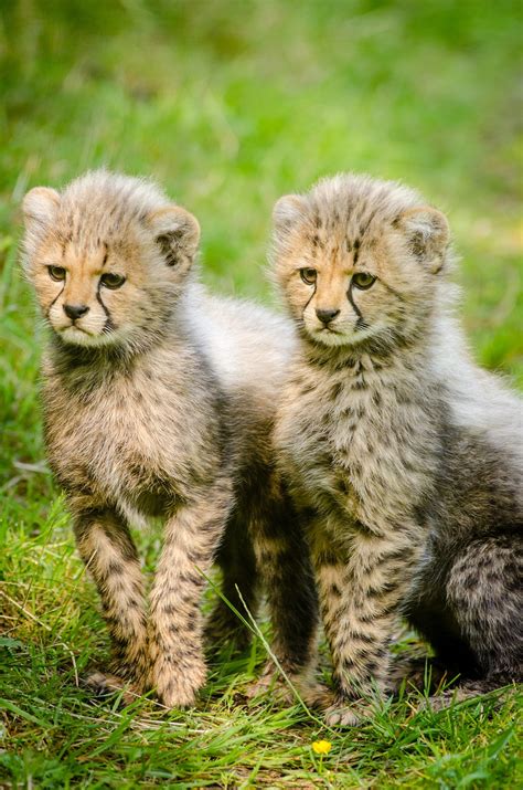 Cute Wild Animals Photography