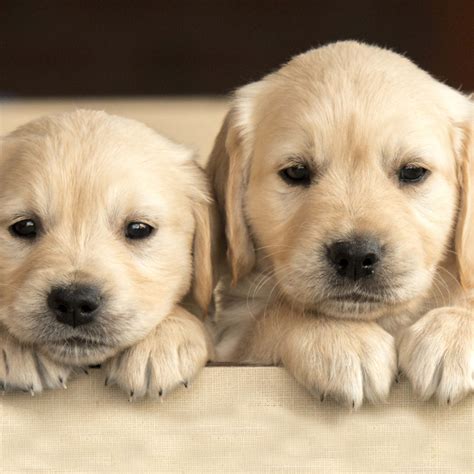 Cutest Dog Pics