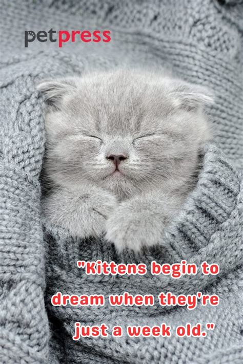 Cutest Kitten Quotes
