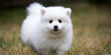 Cutest White Dogs