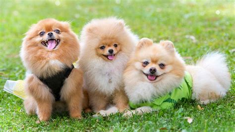 Cutiest Dogs