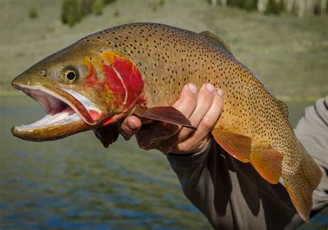 Cutthroat Trout in Poudre River