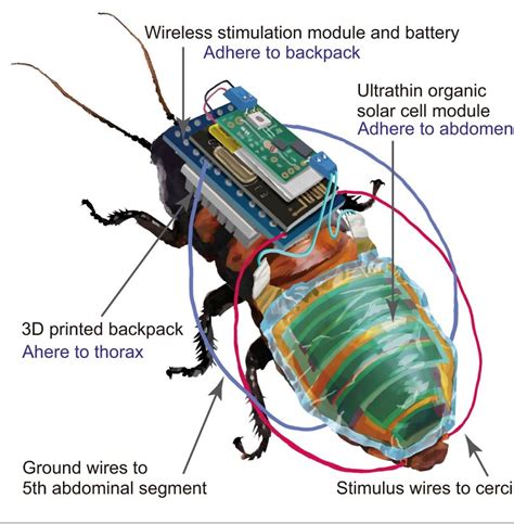 Pengendalian Jarak Jauh Kecoa Cyborg
