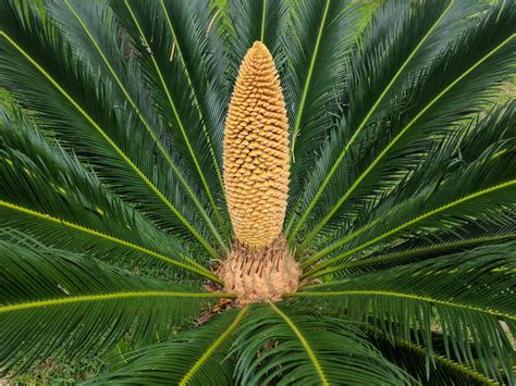 A Pair of Cycads Aim to Reproduce in the UK for the First Time in 120