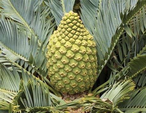 The Cycad Houseplant: Everything You Need To Know