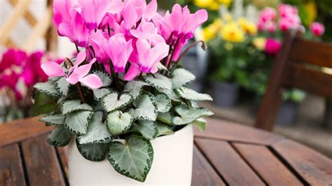 Cyclamen In Pots Outdoors: Tips And Tricks For A Beautiful Display