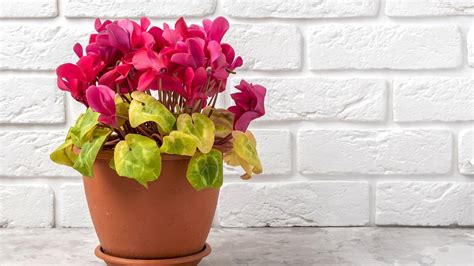 Cyclamen Yellow Leaves