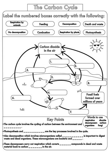 Cycles Worksheet Carbon Cycle