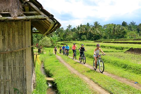 Cycling Through Rice Fields