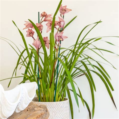 Cymbidium 2 Spike