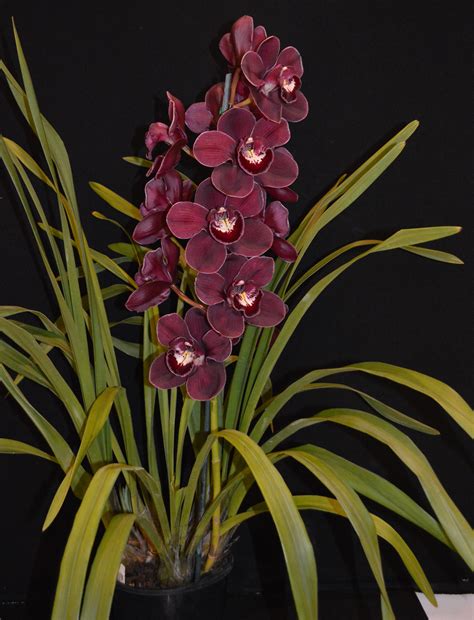 Cymbidium 2018