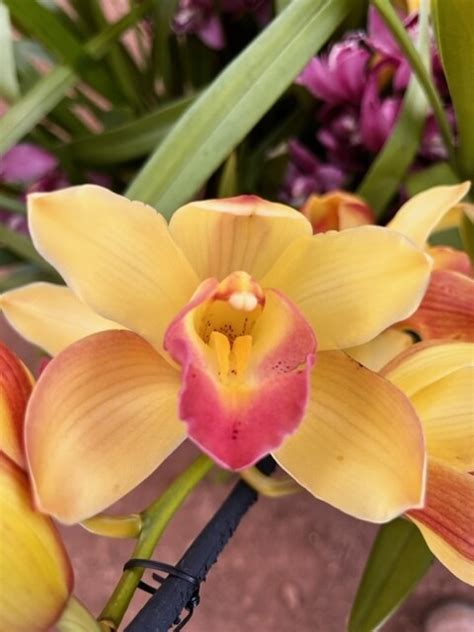 Cymbidium Amaretto